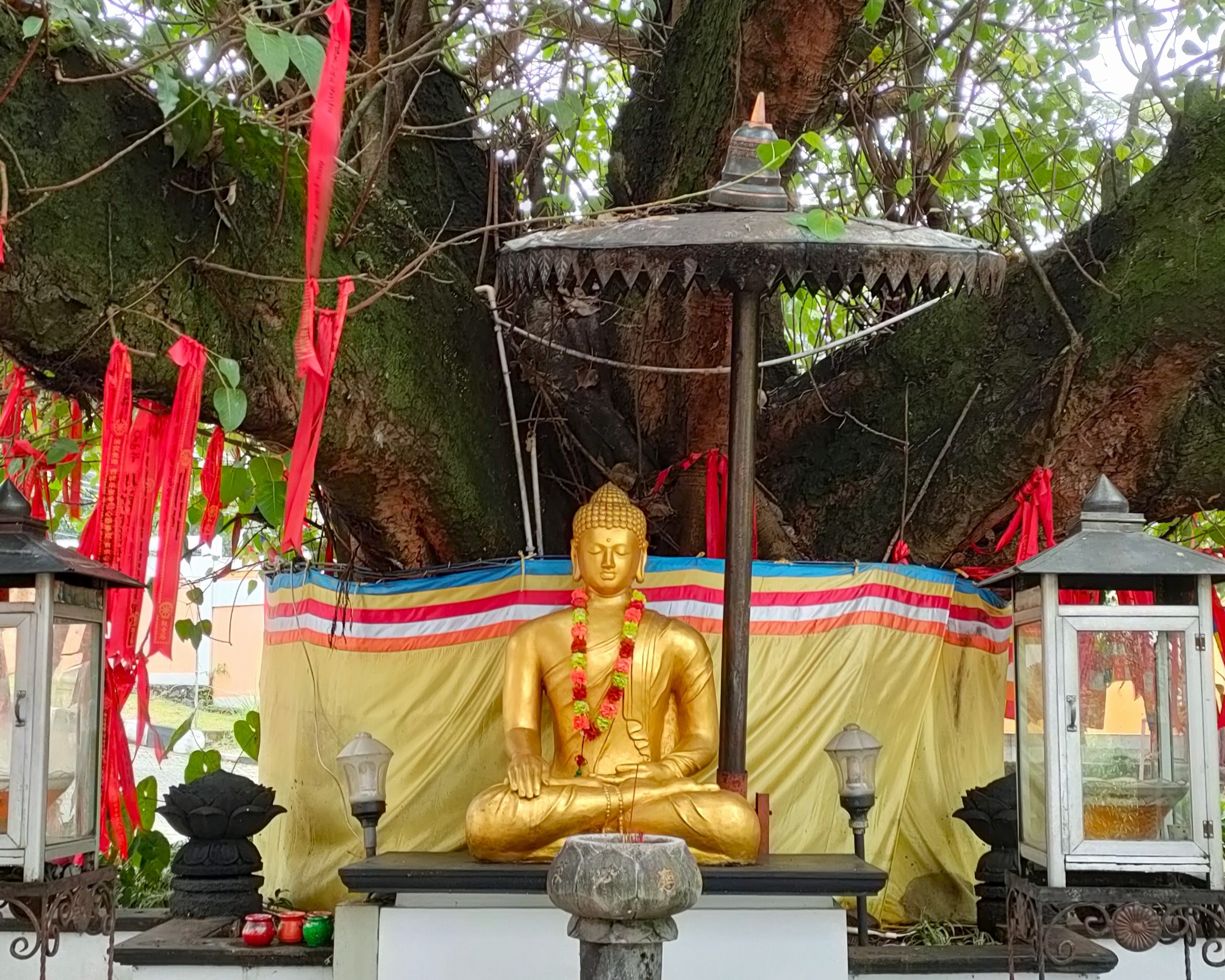 Asoka